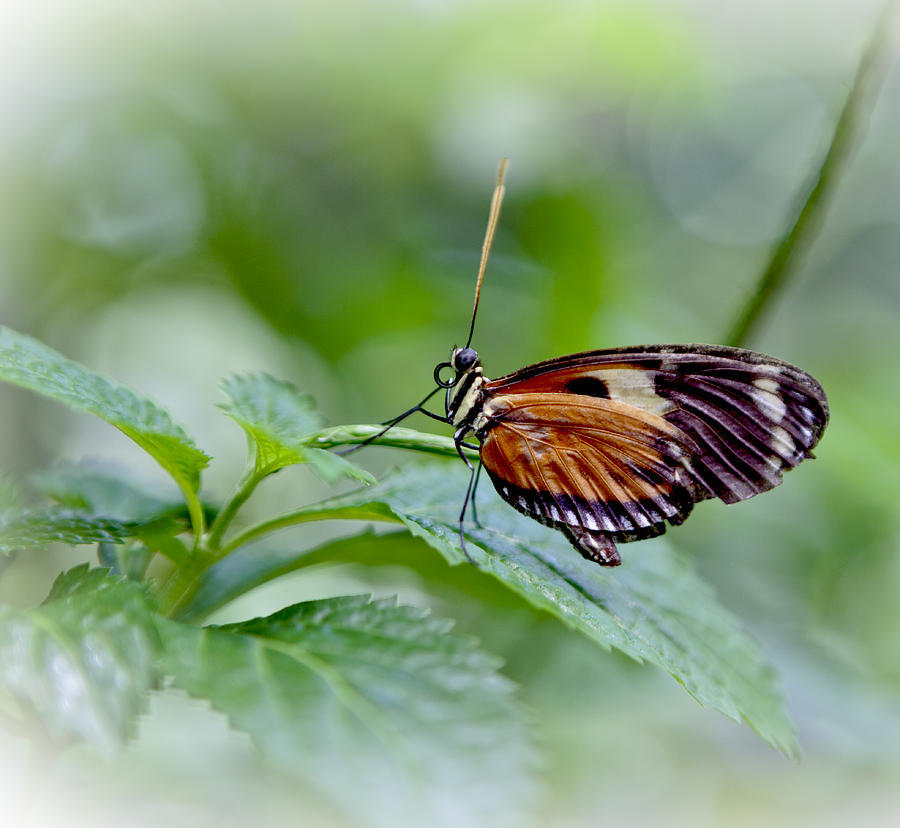 Butterfly Photograph - Red Cracker Butterfly On Green Leaf Profile by Her Arts Desire