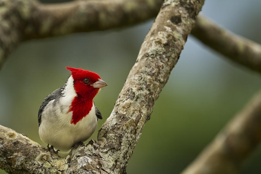 Bird Photograph - Red Crested Cardinal by Belinda Greb