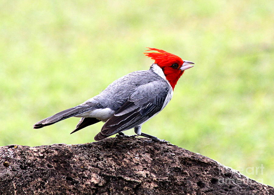 Red-Crested Cardinal Photograph by Catherine Sherman