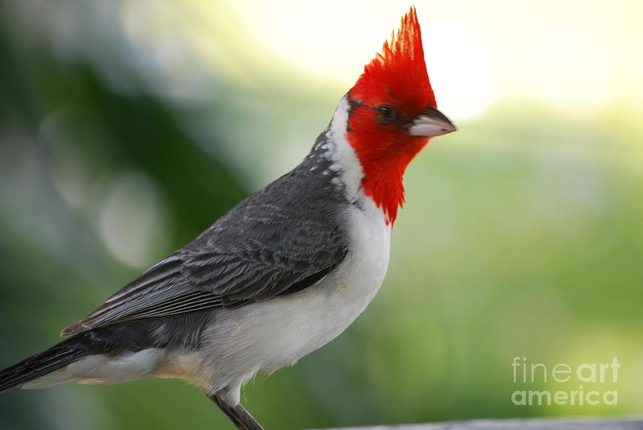 Red Crested Cardinal Photograph by DejaVu Designs