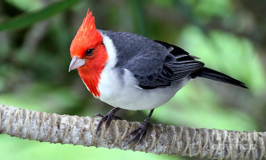 Red Crested Cardinal Photograph by Elizabeth Winter