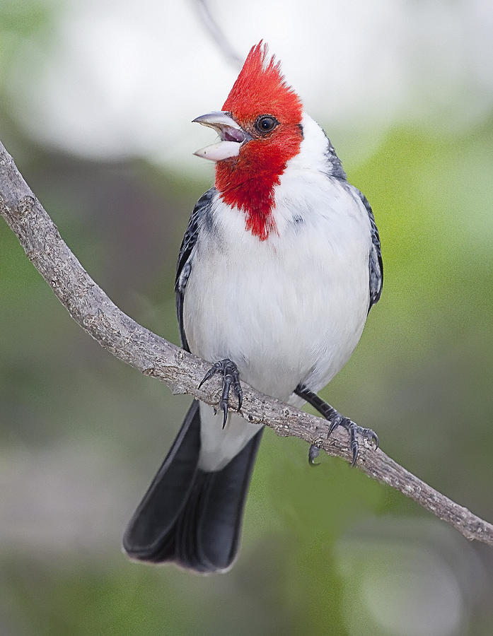 Red Crested Cardinal Photograph by John Vose