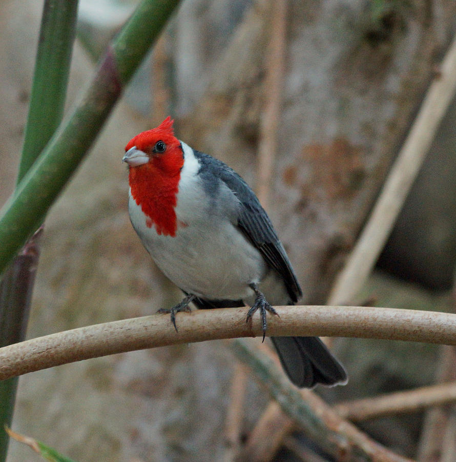 Red Crested Cardinal Photograph by Sandy Keeton