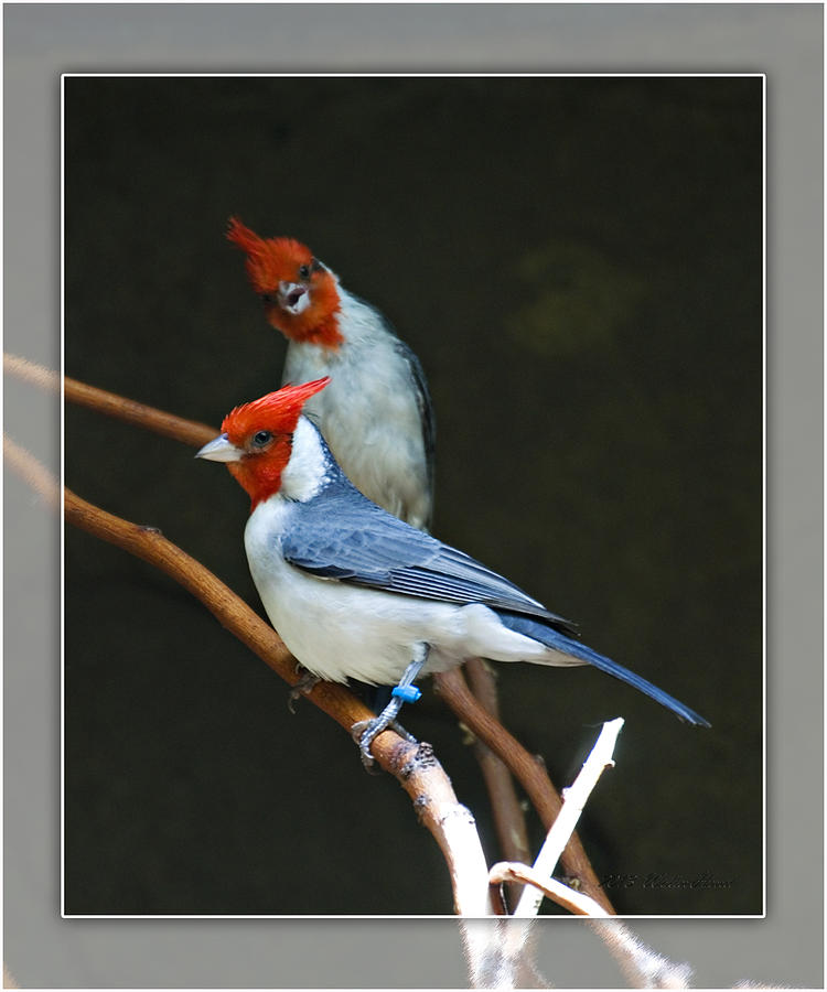 Red-crested Cardinal Photograph