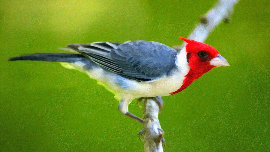 Red Crested Cardinal Photograph