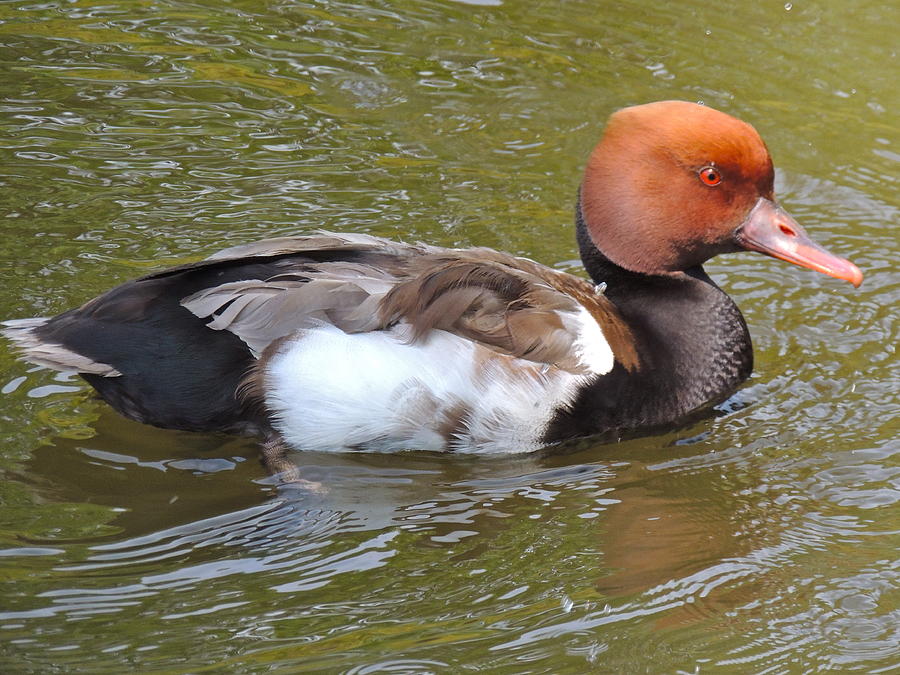 Duck Photograph - Red Crested Pochard by Eve Spring