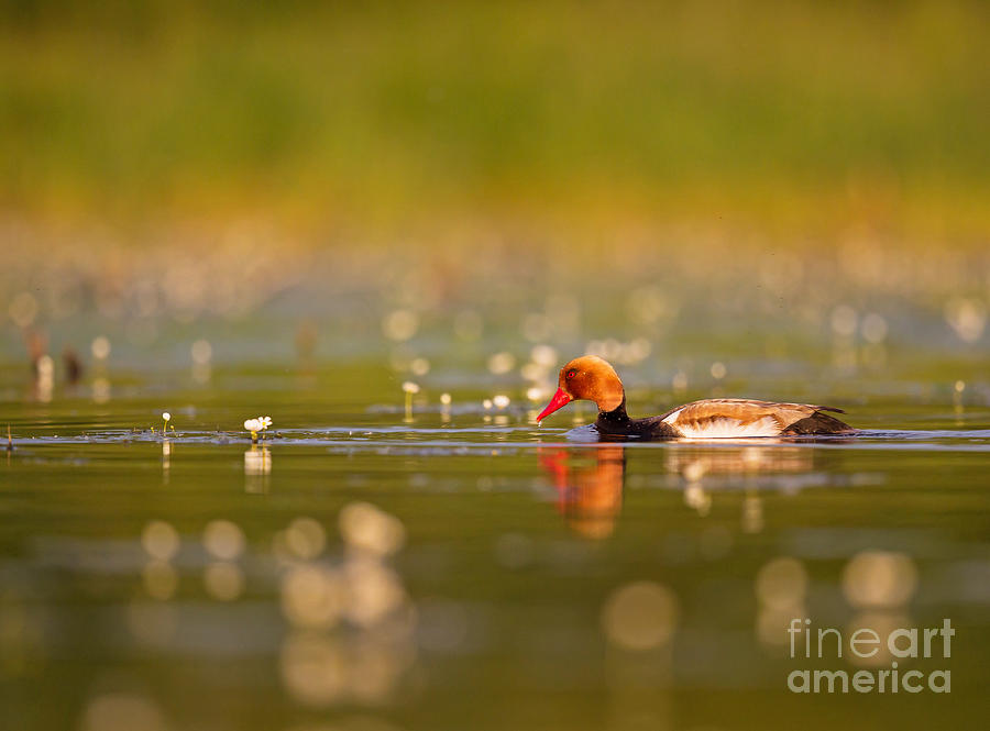 Red-crested Pochard Photograph by Jean-Luc Baron