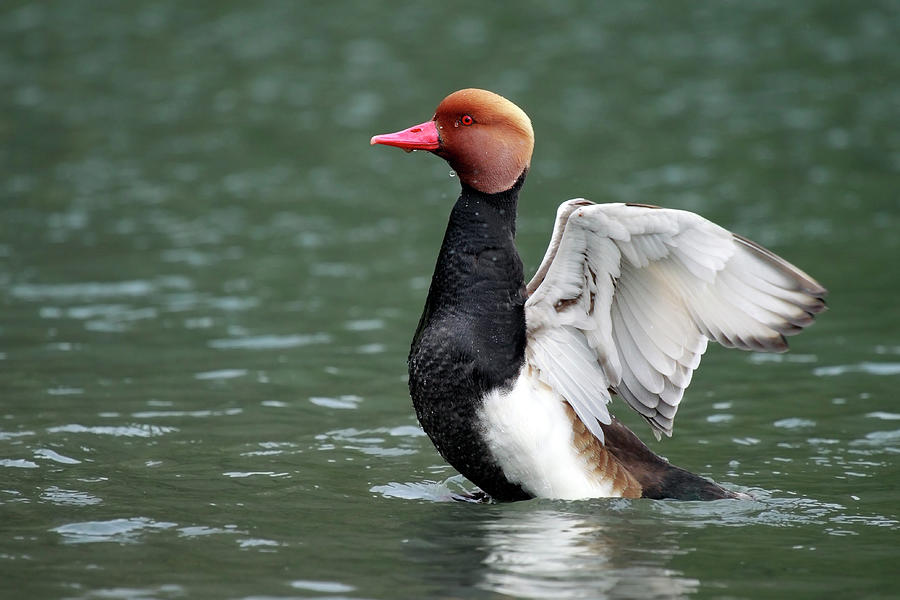 Red Crested Pochard Photograph by Mlorenzphotography