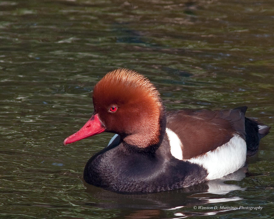Red-Crested Pochard Photograph by Winston D Munnings