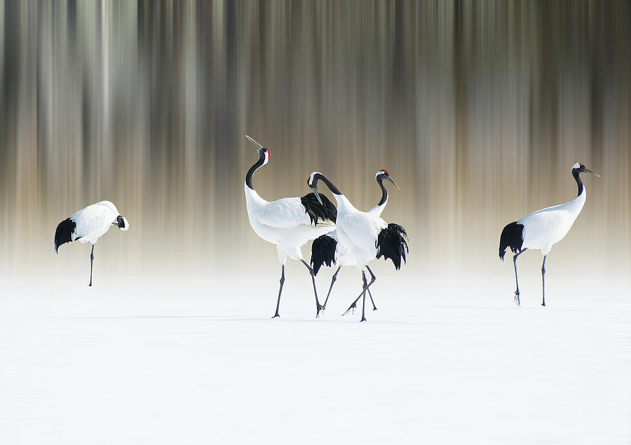 Crane Photograph - Red-crested White Cranes by Ikuo Iga