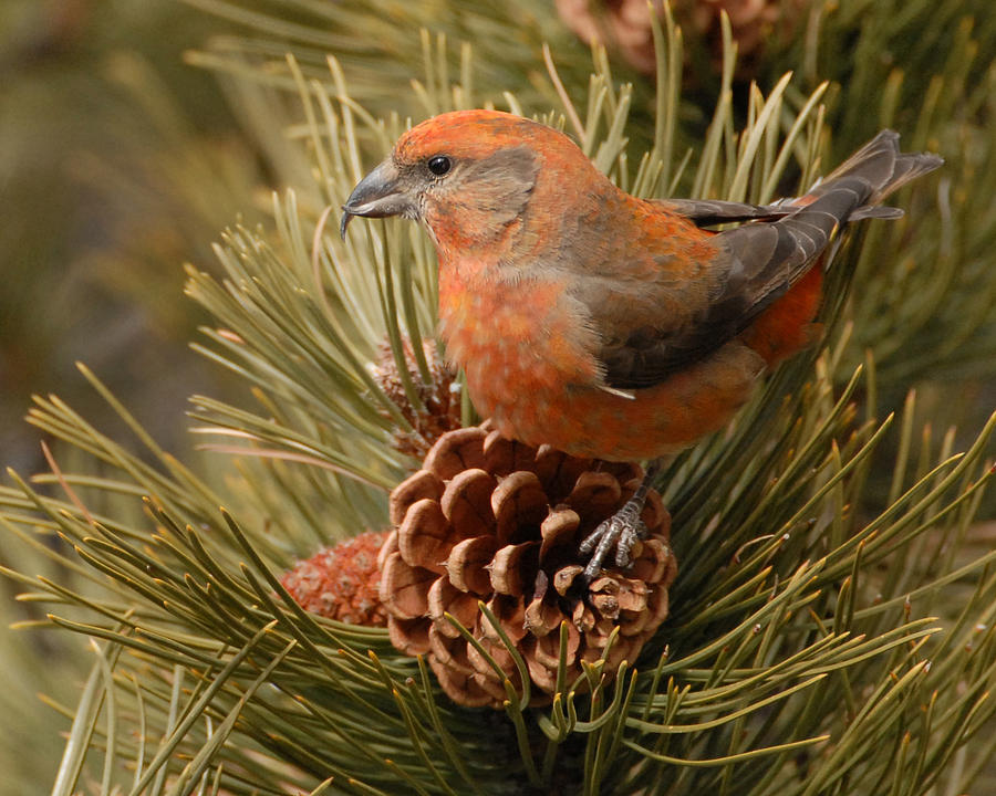 Yellowstone National Park Photograph - Red Crossbill by Amy Gerber