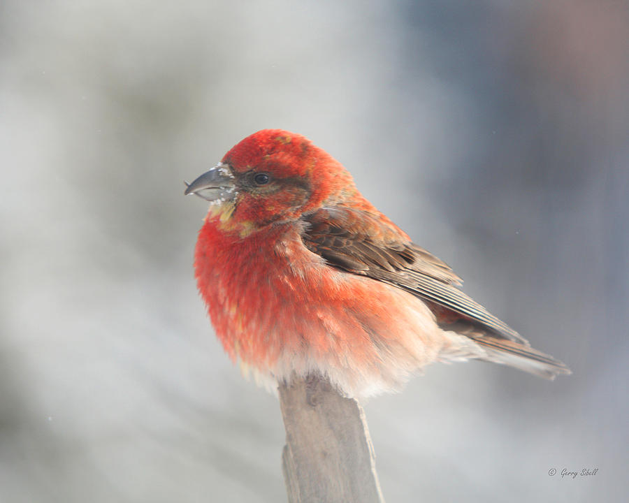 Nature Photograph - Red Crossbill by Gerry Sibell
