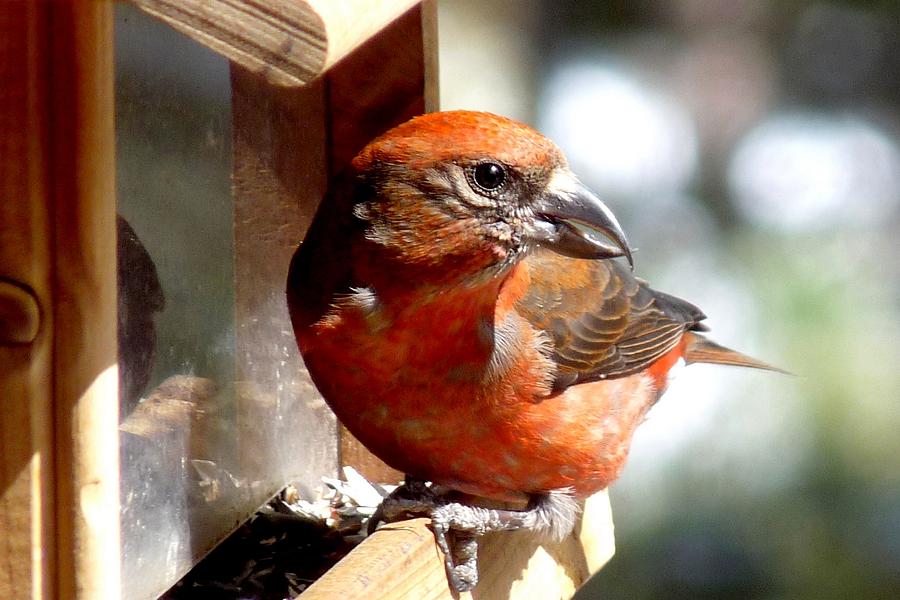 Red Crossbill Photograph by Marilyn Burton