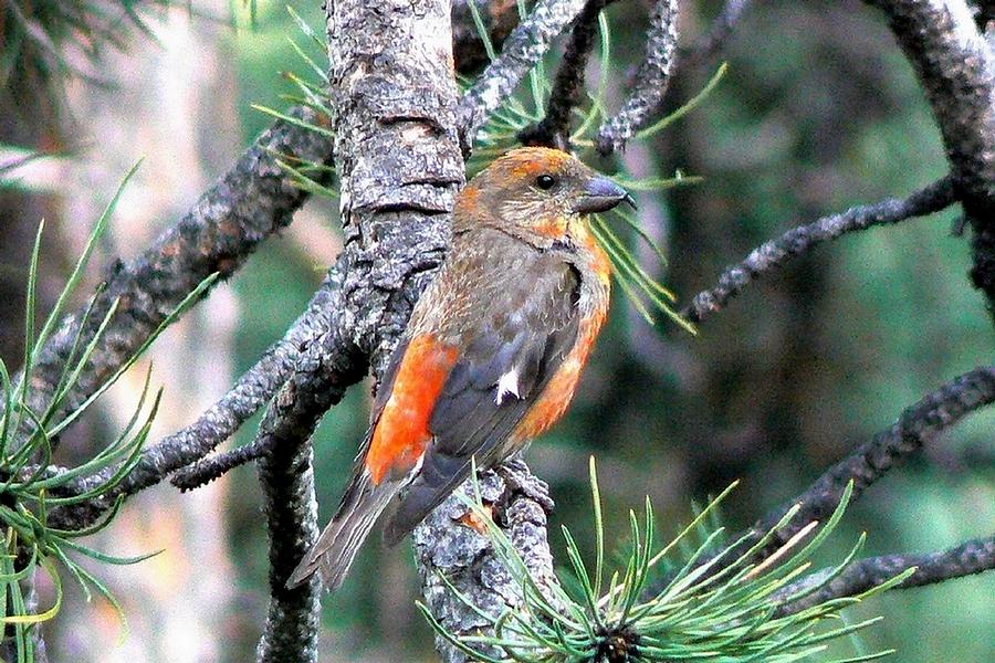 Red Crossbill on Pine Tree Photograph by Marilyn Burton