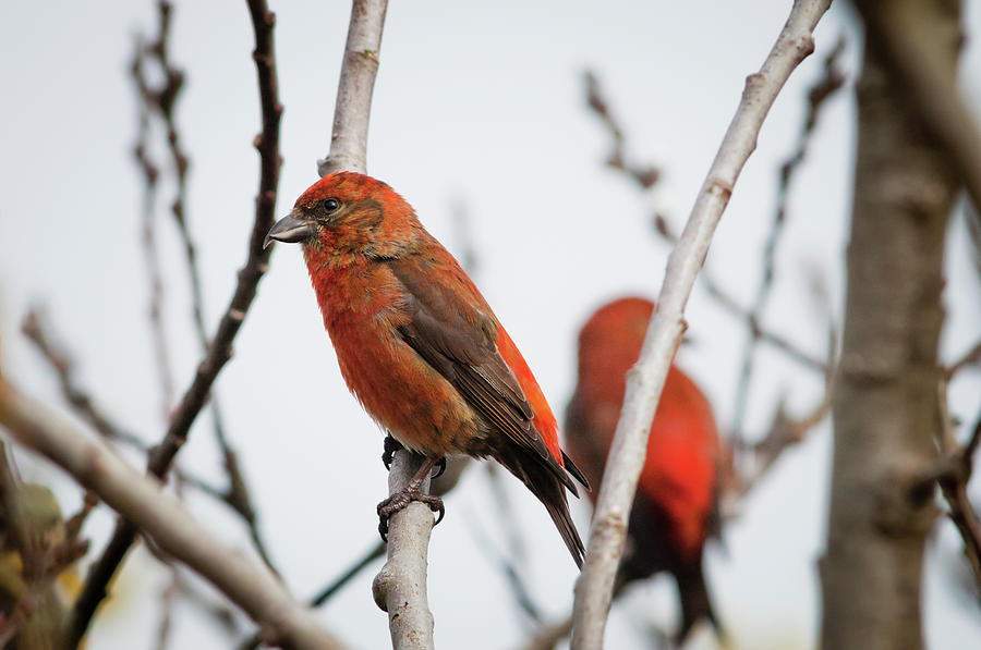 Finch Photograph - Red Crossbills Perch In A Willow by Robert L. Potts