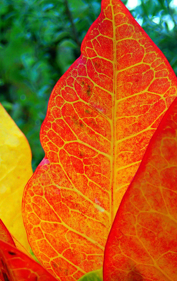 Fall Photograph - Red Croton by Laura OConnell