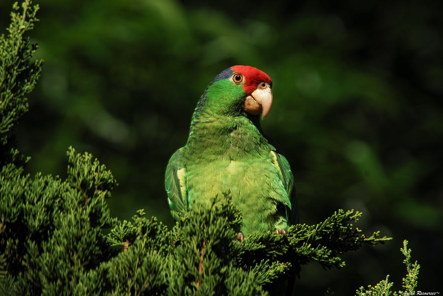 Red-crowned Amazon Parrot in Juniper Photograph by Avian Resources