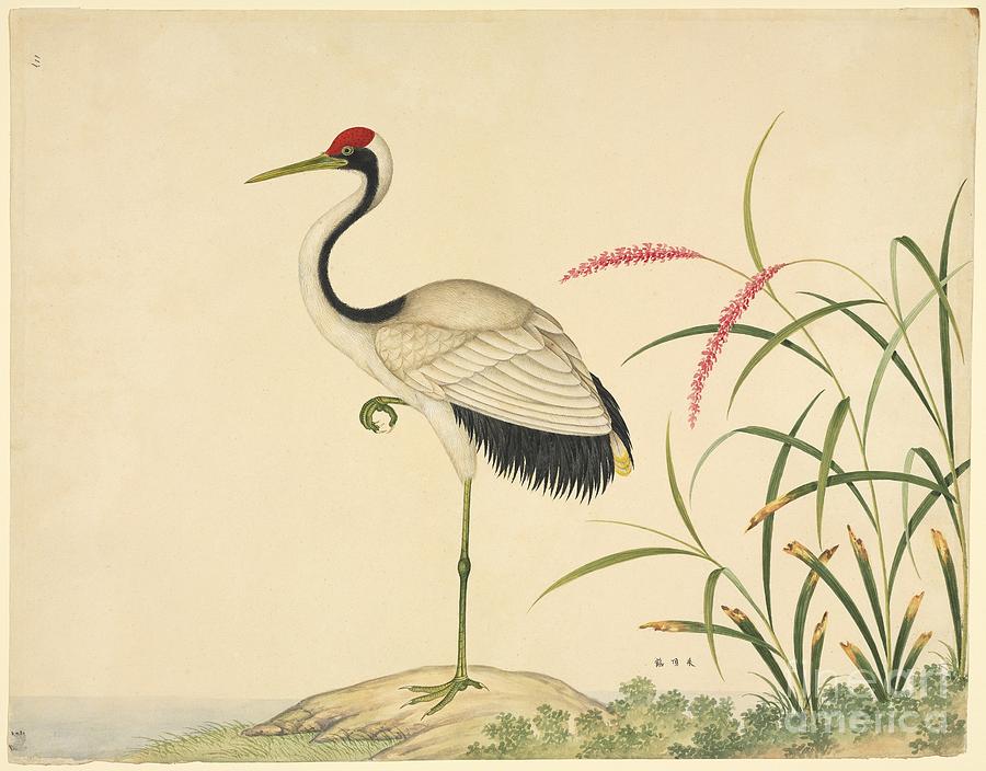 red crowned crane drawings