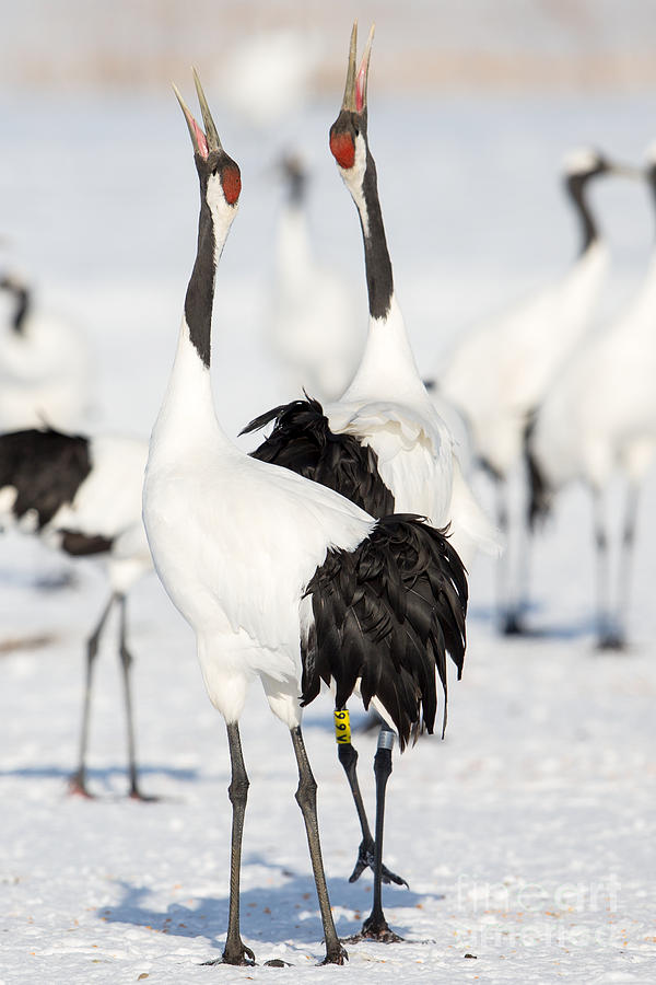 Red-Crowned Crane Calling Photograph by Natural Focal Point Photography