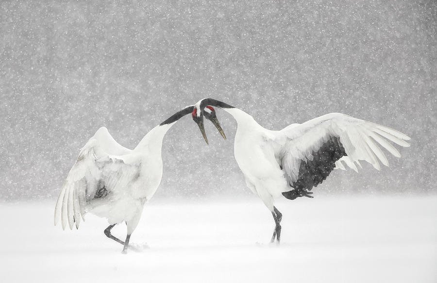 Red Crowned Crane Courtship Dance Photograph by Paul & Paveena Mckenzie Red Crowned Crane Courtship Dance Photograph by Paul & Paveena Mckenzie