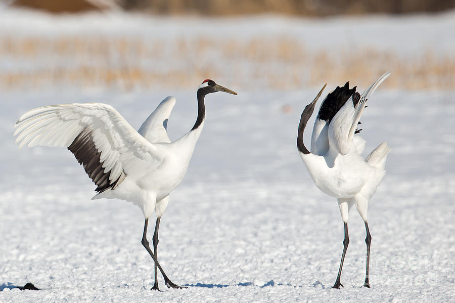 Red Crowned Crane Dance Photograph by Natural Focal Point Photography