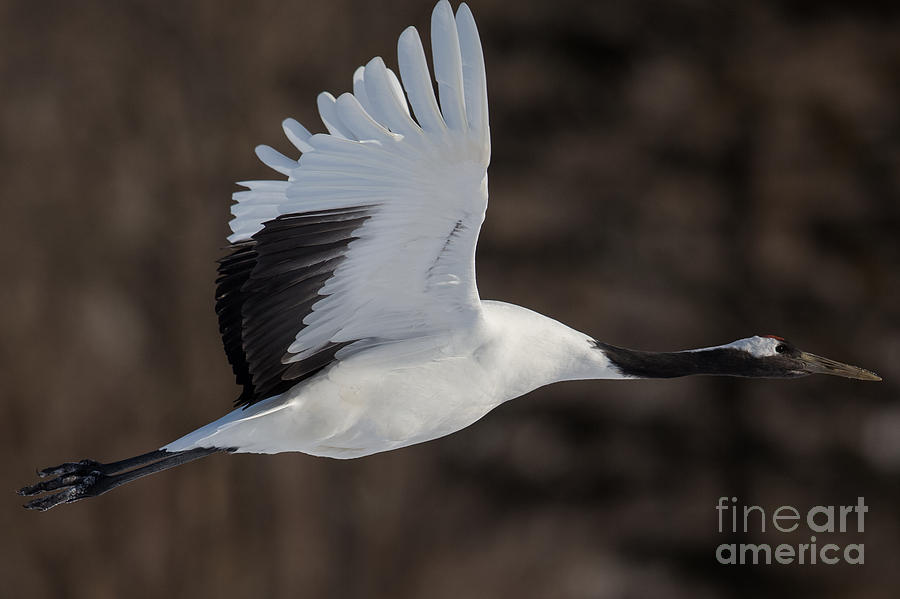 Red-Crowned Crane Flying Photograph by Natural Focal Point Photography