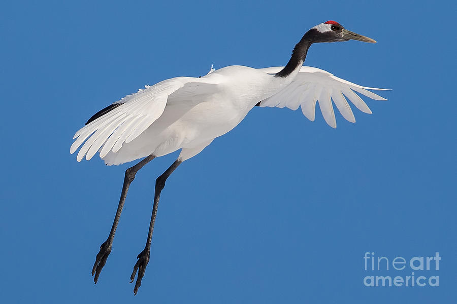 Red-Crowned Crane in Blue Winter Sky Photograph by Natural Focal Point Photography
