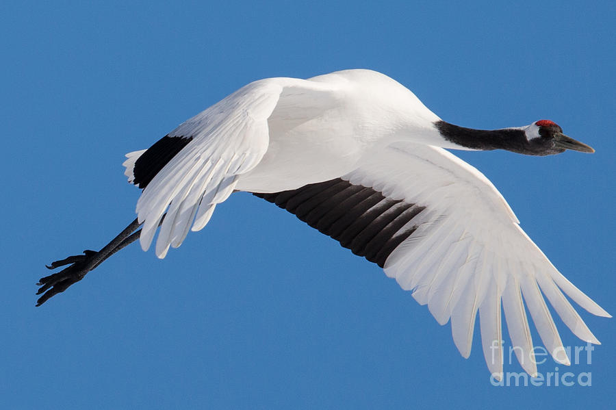 Red Crowned Crane in Flight 4 Photograph by Natural Focal Point Photography