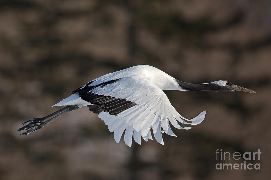 Red-Crowned Crane in Flight Photograph by Natural Focal Point Photography