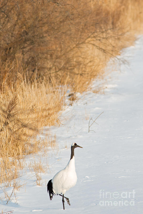 Red-Crowned Crane in Hokkaido Field Photograph by Natural Focal Point Photography