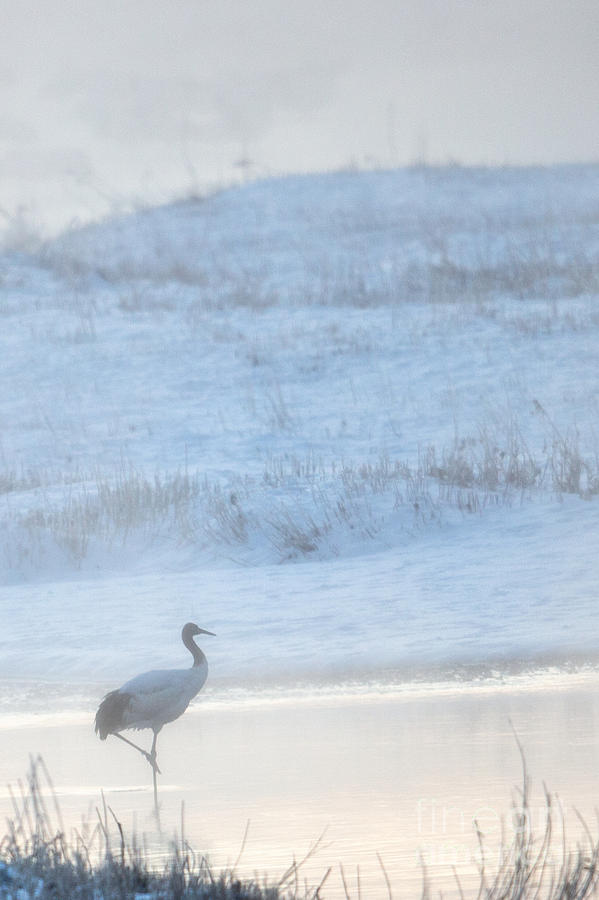 Red Crowned Crane In The Fog Photograph by Natural Focal Point Photography