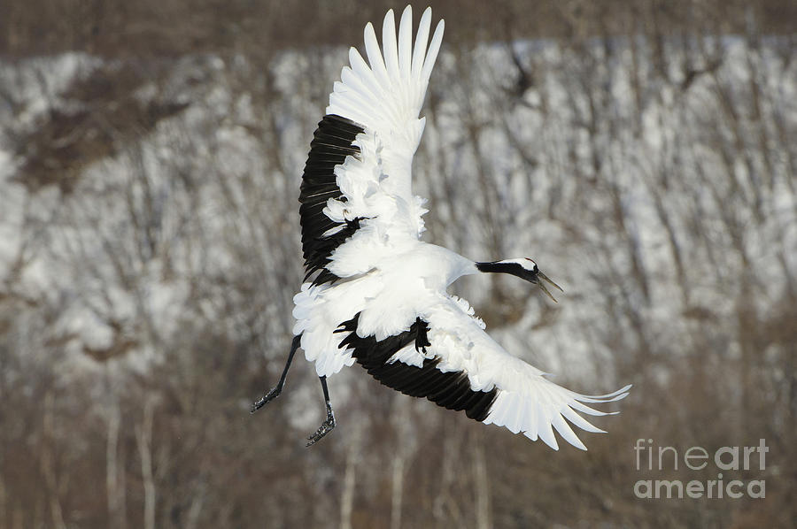 Red-crowned Crane Photograph by John Shaw