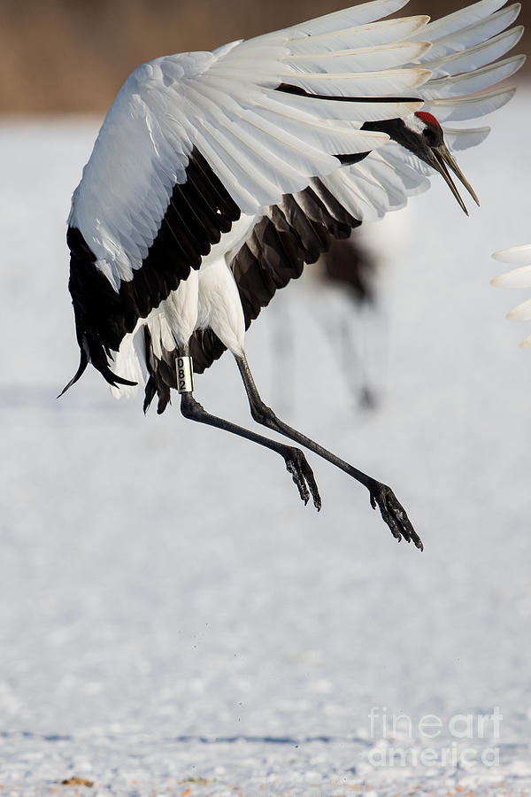 Red-Crowned Crane Jump Photograph by Natural Focal Point Photography