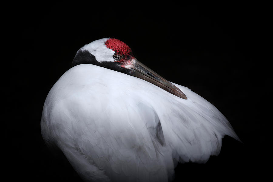 Red-crowned Crane Photograph by Kaneko Ryo