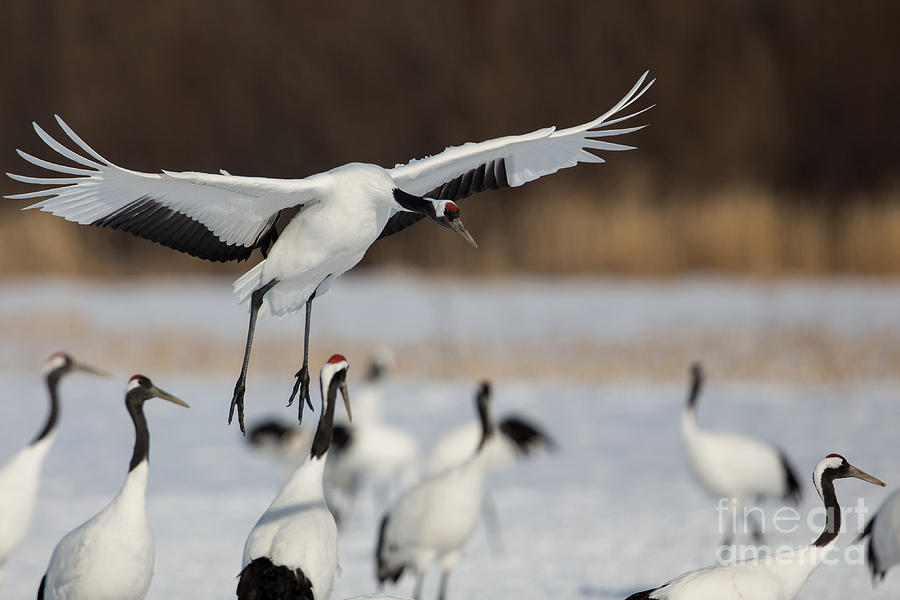Red-crowned Crane Landing Photograph by Natural Focal Point Photography