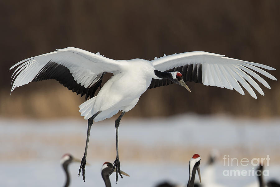 Red-Crowned Crane Lands Photograph by Natural Focal Point Photography
