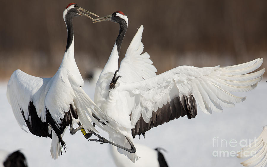 Red-crowned Crane  Photograph by Natural Focal Point Photography