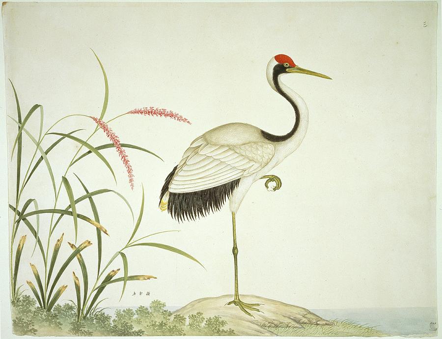Red Crowned Crane Photograph by Natural History Museum, London/science Photo Library