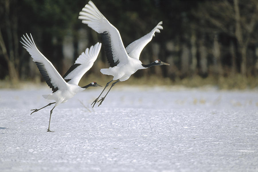 Red-crowned Crane Pair Courting Hokkaido Photograph by Konrad Wothe