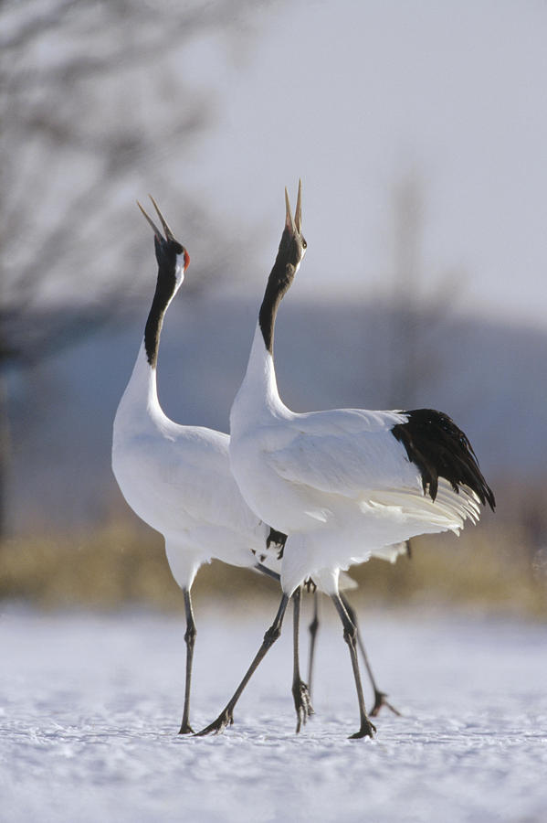 Red-crowned Crane Pair Courtsing Photograph by Konrad Wothe