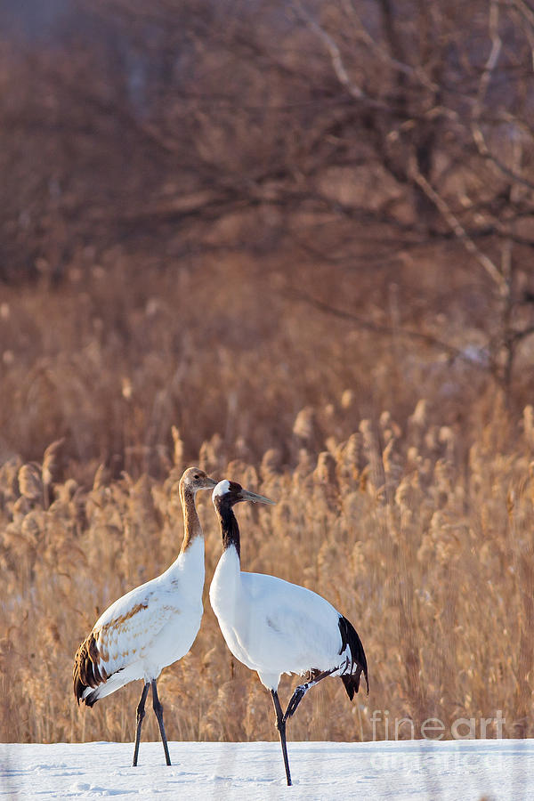 Red Crowned Crane Walk Photograph by Natural Focal Point Photography