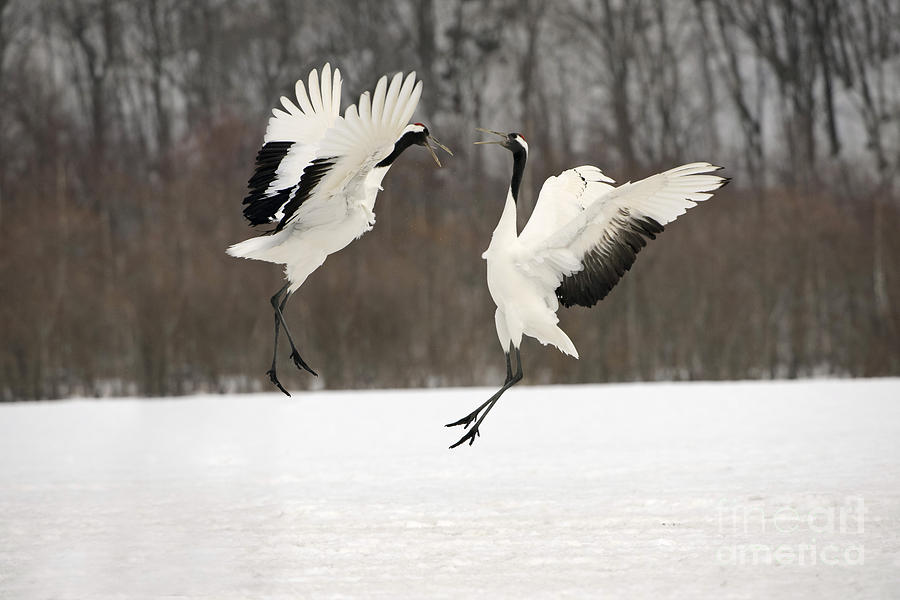 Red-crowned Cranes Courting Photograph by John Shaw