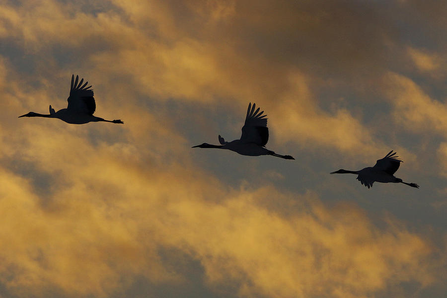 Red-crowned Cranes Flying At Sunset Photograph by Hiroya Minakuchi