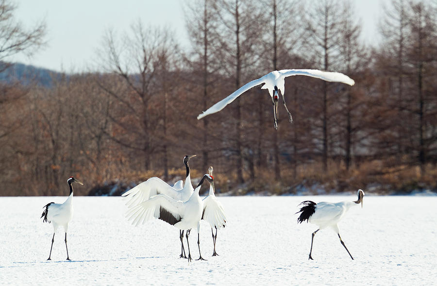 Red Crowned Cranes In Snow Hokkaido Photograph by Peter Adams - Fine ...