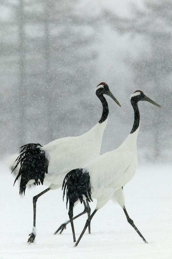 Red-crowned Cranes Photograph by M. Watson