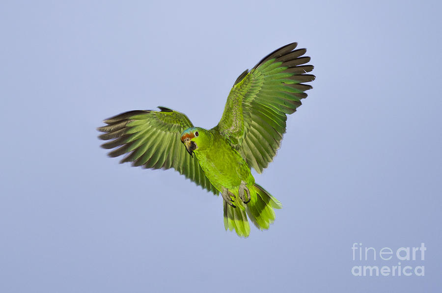 Red-crowned Parrot Photograph by Anthony Mercieca