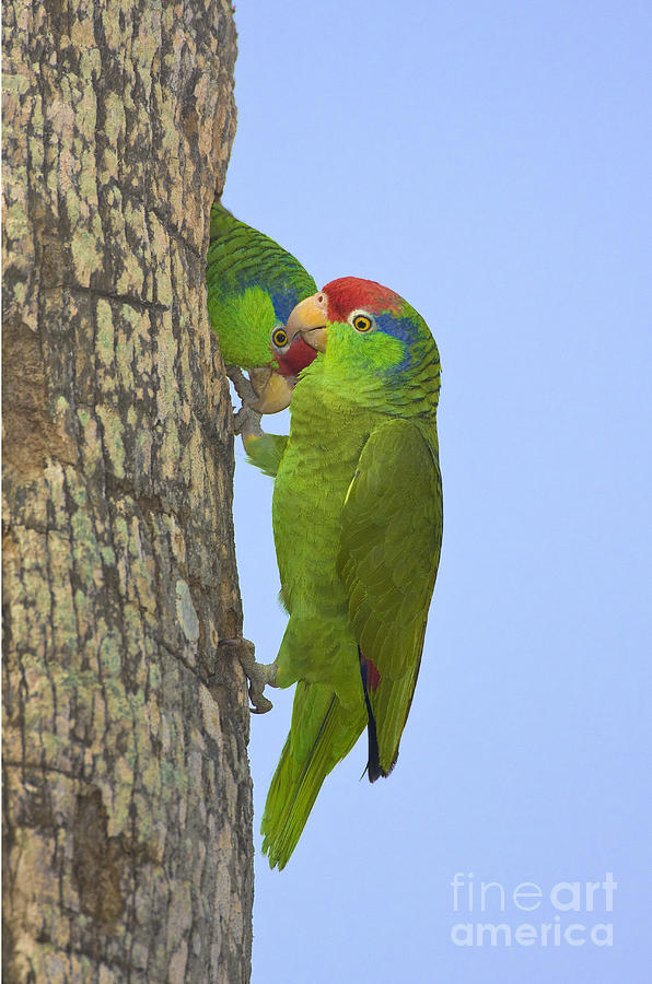 Red-crowned Parrots Photograph by Anthony Mercieca