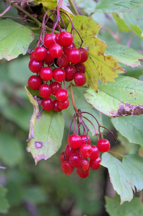 Red Currant Photograph by Bonfire Photography