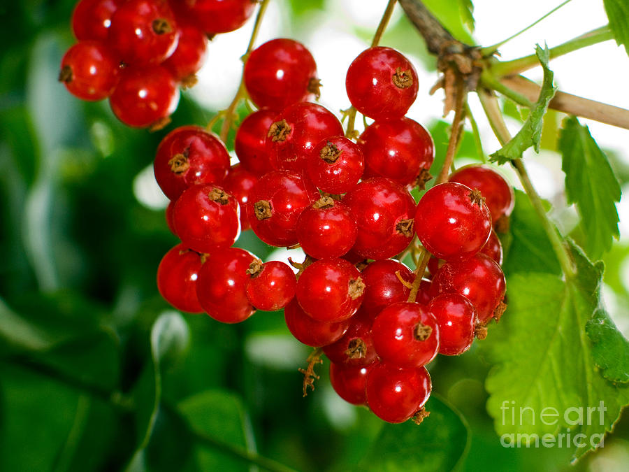 Red Currants Ribes Rubrum Photograph by Tim Holt