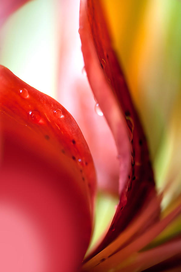 Red Curves. Lily Macro Photograph by Jenny Rainbow